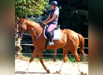 Irish Sport Horse, Wallach, 7 Jahre, 167 cm, Fuchs