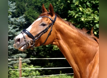 Irish Sport Horse, Wallach, 7 Jahre, 167 cm, Fuchs