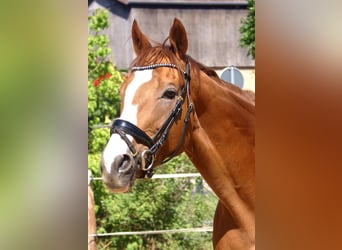 Irish Sport Horse, Wallach, 7 Jahre, 167 cm, Fuchs