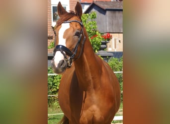 Irish Sport Horse, Wallach, 7 Jahre, 167 cm, Fuchs