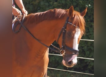 Irish Sport Horse, Wallach, 7 Jahre, 167 cm, Fuchs