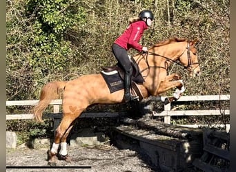 Irish Sport Horse, Wallach, 7 Jahre, 168 cm, Dunkelfuchs