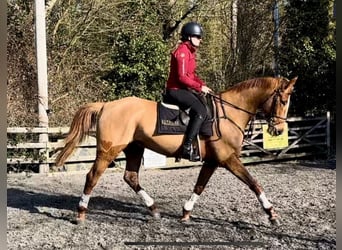 Irish Sport Horse, Wallach, 7 Jahre, 168 cm, Dunkelfuchs