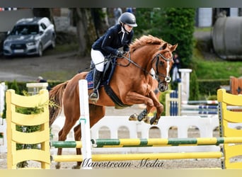 Irish Sport Horse, Wallach, 7 Jahre, 168 cm, Dunkelfuchs