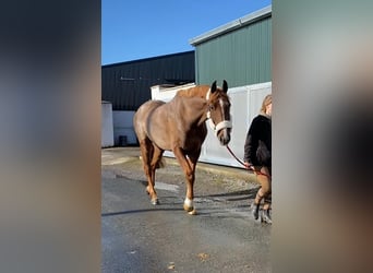 Irish Sport Horse, Wallach, 7 Jahre, 168 cm, Dunkelfuchs