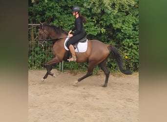 Irish Sport Horse, Wallach, 7 Jahre, 168 cm, Dunkelfuchs