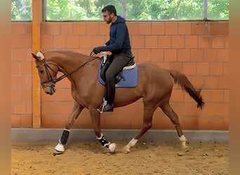 Irish Sport Horse, Wallach, 7 Jahre, 168 cm, Fuchs