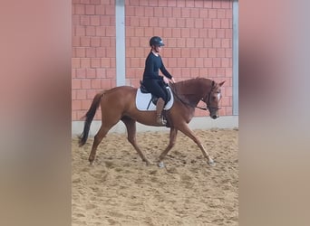 Irish Sport Horse, Wallach, 7 Jahre, 168 cm, Fuchs