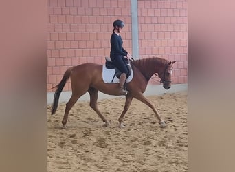 Irish Sport Horse, Wallach, 7 Jahre, 168 cm, Fuchs