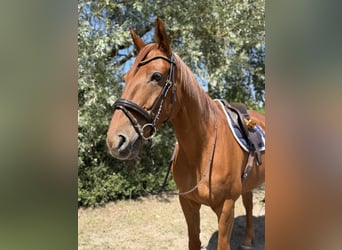 Irish Sport Horse, Wallach, 7 Jahre, 168 cm, Fuchs