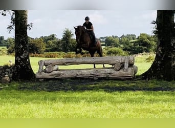 Irish Sport Horse, Wallach, 7 Jahre, 168 cm, Fuchs