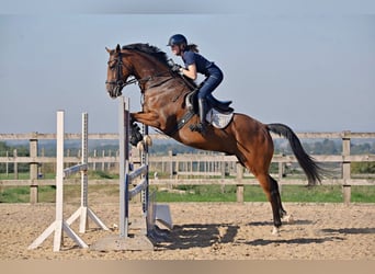 Irish Sport Horse, Wallach, 7 Jahre, 168 cm, Rotbrauner