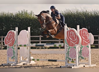 Irish Sport Horse, Wallach, 7 Jahre, 168 cm, Rotbrauner