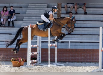 Irish Sport Horse, Wallach, 7 Jahre, 168 cm, Rotbrauner