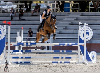 Irish Sport Horse, Wallach, 7 Jahre, 168 cm, Rotbrauner