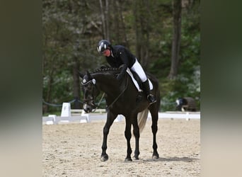 Irish Sport Horse, Wallach, 7 Jahre, 168 cm, Schimmel