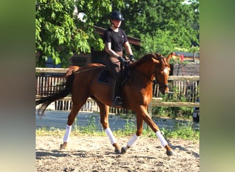 Irish Sport Horse Mix, Wallach, 7 Jahre, 169 cm, Fuchs