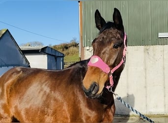 Irish Sport Horse, Wallach, 7 Jahre, 170 cm, Brauner