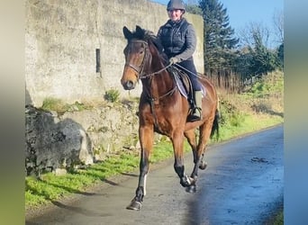 Irish Sport Horse, Wallach, 7 Jahre, 170 cm, Brauner
