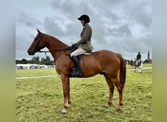 Irish Sport Horse, Wallach, 7 Jahre, 171 cm, Dunkelfuchs