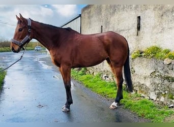 Irish Sport Horse, Wallach, 7 Jahre, 173 cm, Brauner