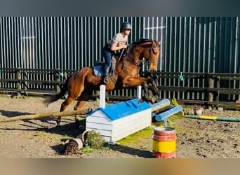 Irish Sport Horse, Wallach, 7 Jahre, 173 cm, Brauner