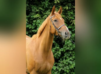 Irish Sport Horse, Wallach, 7 Jahre, 173 cm, Fuchs