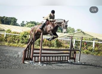 Irish Sport Horse, Wallach, 7 Jahre, 173 cm, Schimmel