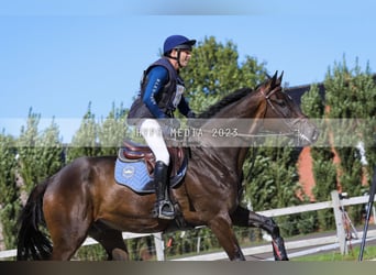 Irish Sport Horse, Wallach, 7 Jahre, 180 cm, Schwarzbrauner