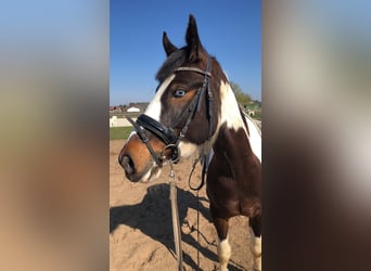 Irish Sport Horse, Wallach, 8 Jahre, 145 cm, Schecke