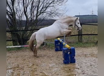 Irish Sport Horse, Wallach, 8 Jahre, 145 cm, Schimmel