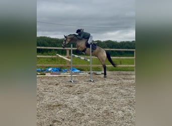 Irish Sport Horse, Wallach, 8 Jahre, 148 cm, Falbe