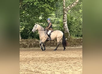Irish Sport Horse, Wallach, 8 Jahre, 148 cm, Falbe