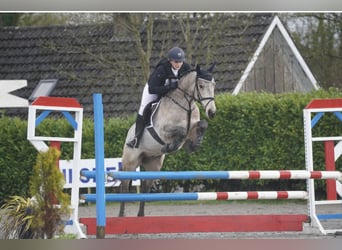 Irish Sport Horse, Wallach, 8 Jahre, 148 cm, Falbe