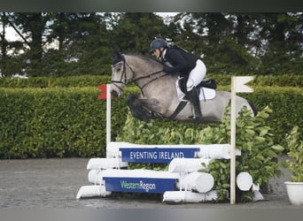 Irish Sport Horse, Wallach, 8 Jahre, 148 cm, Falbe