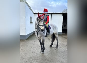 Irish Sport Horse, Wallach, 8 Jahre, 148 cm, Falbe