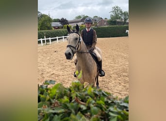 Irish Sport Horse, Wallach, 8 Jahre, 148 cm, Falbe