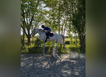 Irish Sport Horse, Wallach, 8 Jahre, 148 cm, Palomino
