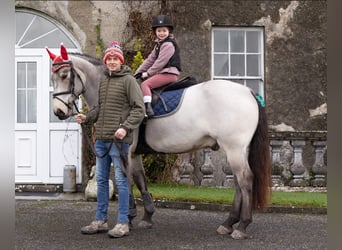 Irish Sport Horse, Wallach, 8 Jahre, 148 cm