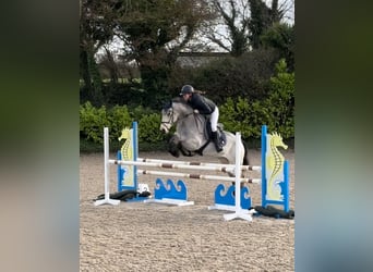 Irish Sport Horse, Wallach, 8 Jahre, 148 cm