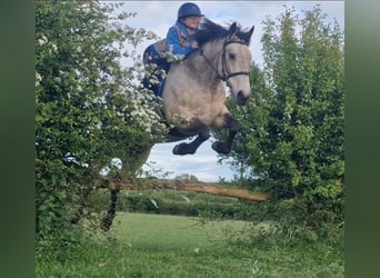 Irish Sport Horse, Wallach, 8 Jahre, 148 cm