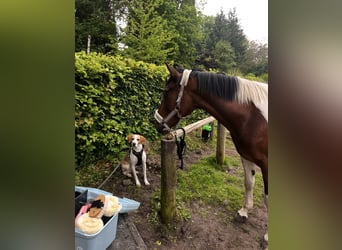 Irish Sport Horse Mix, Wallach, 8 Jahre, 149 cm, Schecke