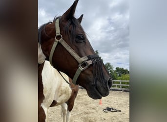 Irish Sport Horse, Wallach, 8 Jahre, 156 cm, Schecke