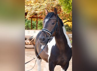Irish Sport Horse Mix, Wallach, 8 Jahre, 157 cm, Schecke