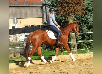 Irish Sport Horse, Wallach, 8 Jahre, 158 cm, Fuchs