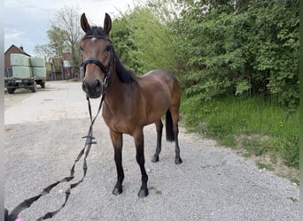 Irish Sport Horse, Wallach, 8 Jahre, 160 cm, Brauner