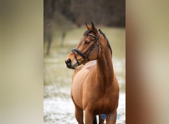 Irish Sport Horse, Wallach, 8 Jahre, 162 cm, Brauner