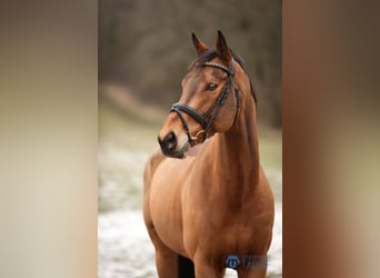 Irish Sport Horse, Wallach, 8 Jahre, 162 cm, Brauner