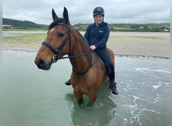 Irish Sport Horse, Wallach, 8 Jahre, 165 cm, Rotbrauner