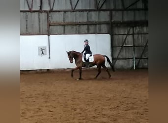 Irish Sport Horse, Wallach, 8 Jahre, 165 cm, Rotbrauner